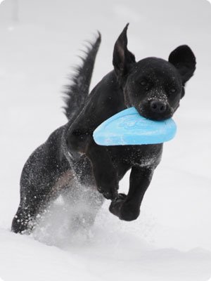 2009-Bella_Zisc_Snow-300