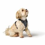 201747_002_image_23_1920x1920