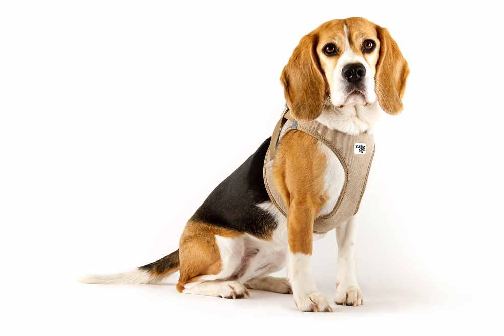 202202_curli_photoshoot-Cord_Tan_L