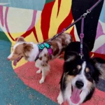 2_5fc44afe-f2c0-4e43-88e7-8cb8d1fec7e1_1800x1800