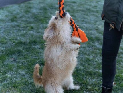 27341_Zergel_4,0x40cm_04