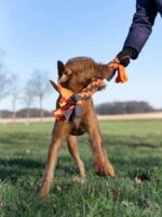 27342_Zergel_5,0x50cm_14_1600x1600