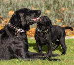 372b998656c9dc481977443faadd18aaf6343ed7f6ec343e2562f4345a4f75e2