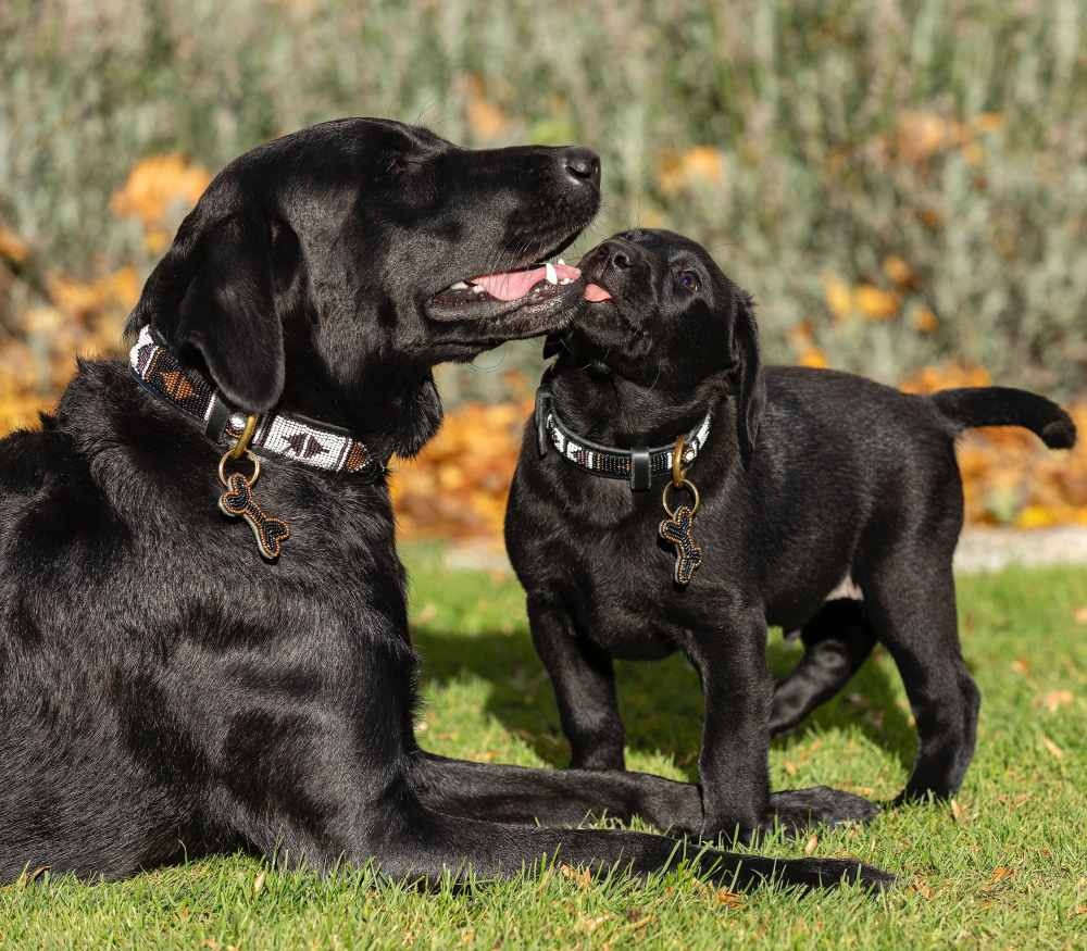 372b998656c9dc481977443faadd18aaf6343ed7f6ec343e2562f4345a4f75e2