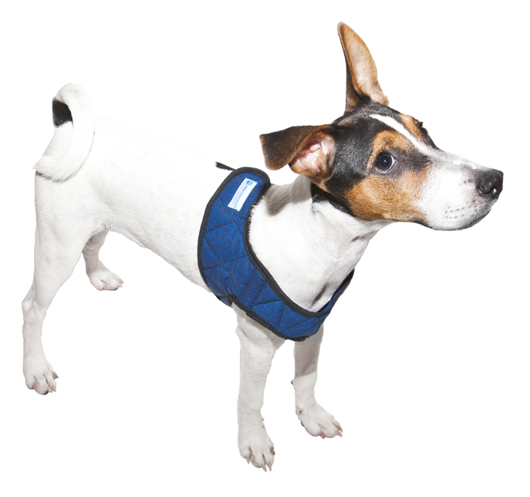 50aqchpb_with-dog-05