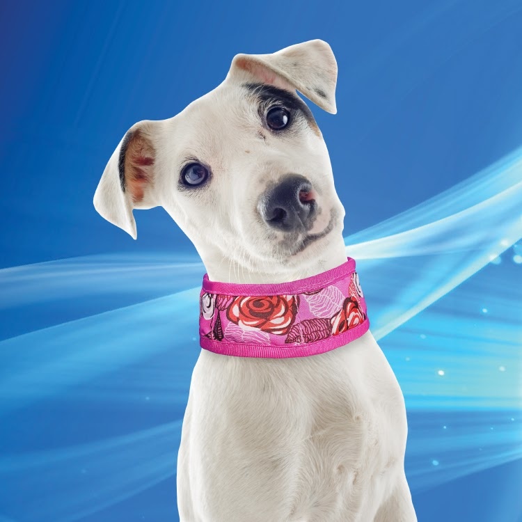50AQCORO-S0750-V001-COOLING PET COLLAR PINK JACK RUSSELL TERRIER 20190528-2219-34