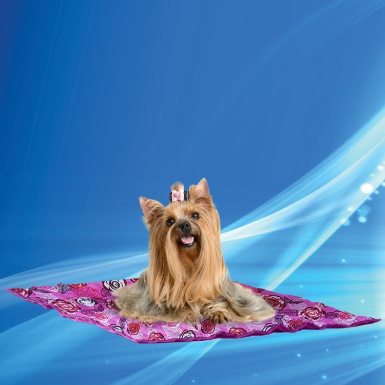 50AQMARO-S0750-COOLING MAT PINK YORKIE 20190528-2219-34
