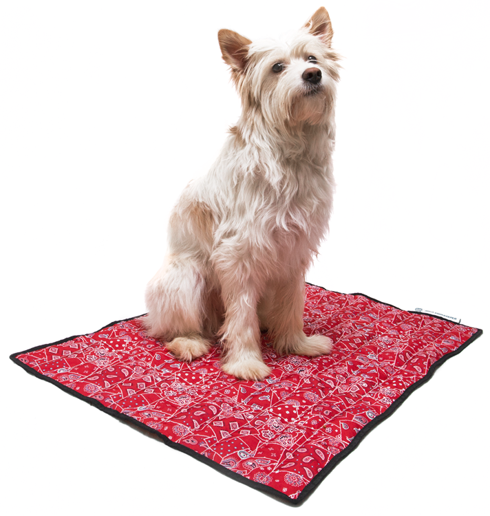 50aqmarw_with-dog_01