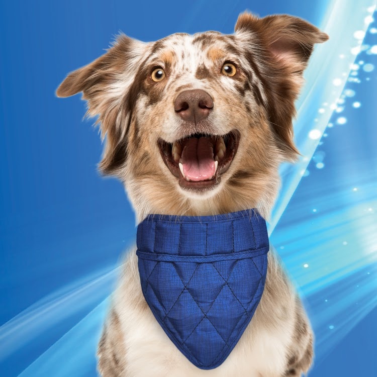 50AQPEBAPB-S0750-COOLING-DOG-BANDANA-BLUE 20190528-2219-34