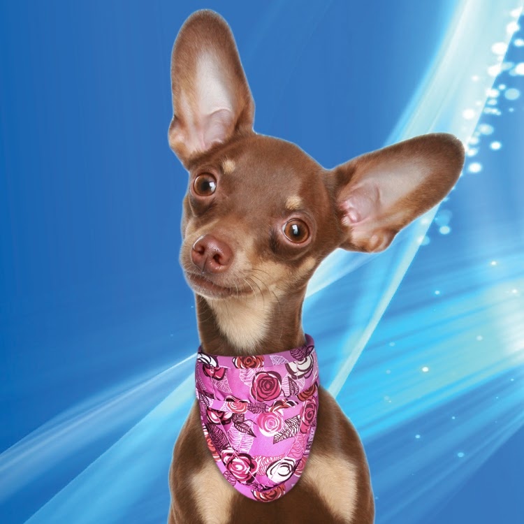 50AQPEBARO-S0750-COOLING-DOG-BANDANA-PINK 20190528-2219-34