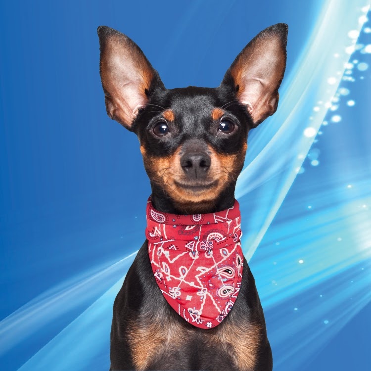 50AQPEBARW-S0750-COOLING-DOG-BANDANA-RED 20190528-2219-34