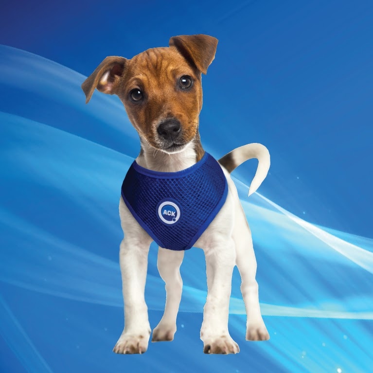 50AQRLPB-S0750-COOLING HARNESS JACK RUSSELL PUPPY STANDING 20190528-2219-34