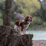 667bd237be7ea0ebddbef60f