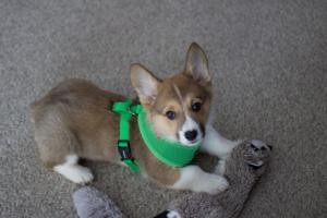 basic-soft-harness-by-puppia-spring-green-9345