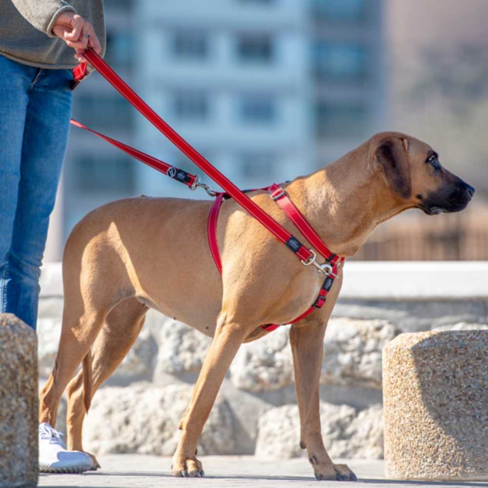 Control-Multi-Lead-Lifestyle-Red-1