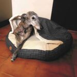 cuccia-grotta-cani-gatti-granada-levriero-con-cane