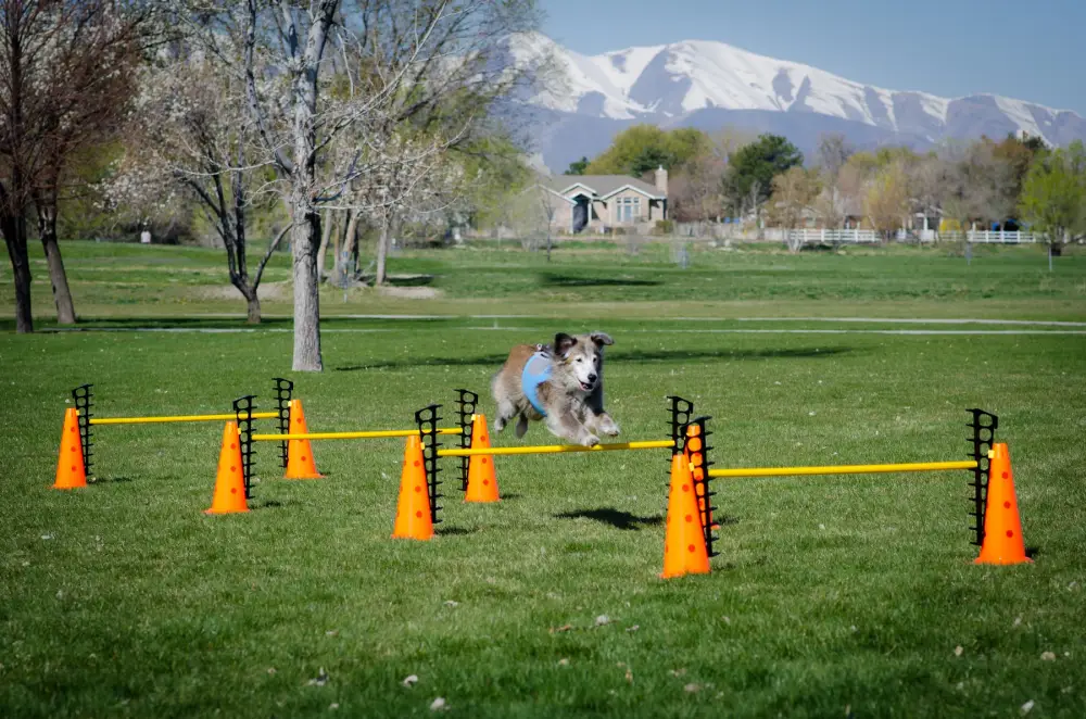 DogTread-FitPaws-299_1800x1800