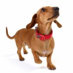 DOOG_23_070_LR_1800x1800