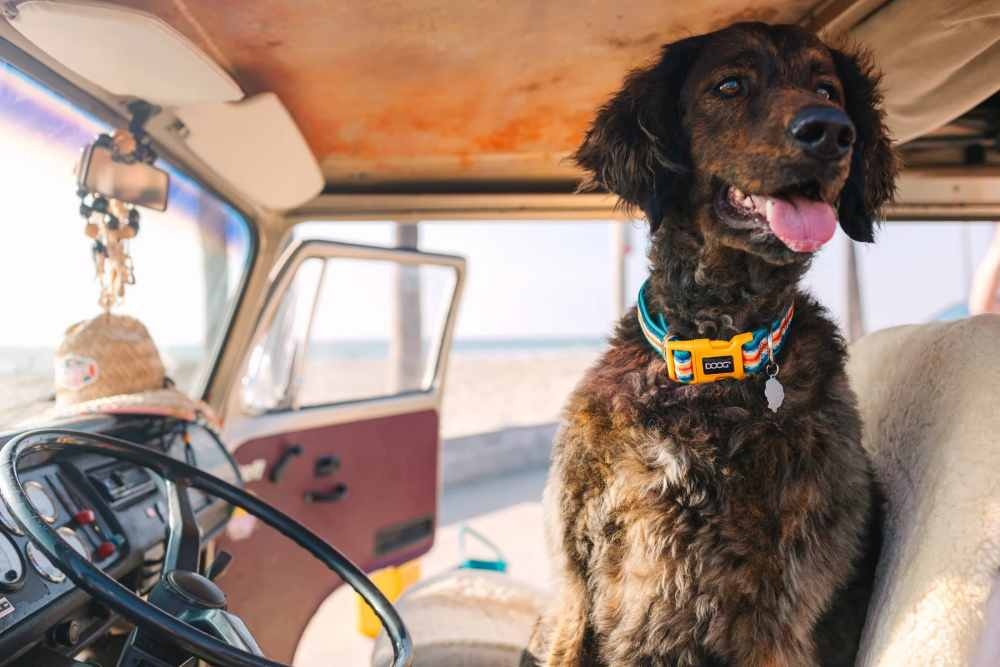 DOOGCASHOOT-20_1800x1800