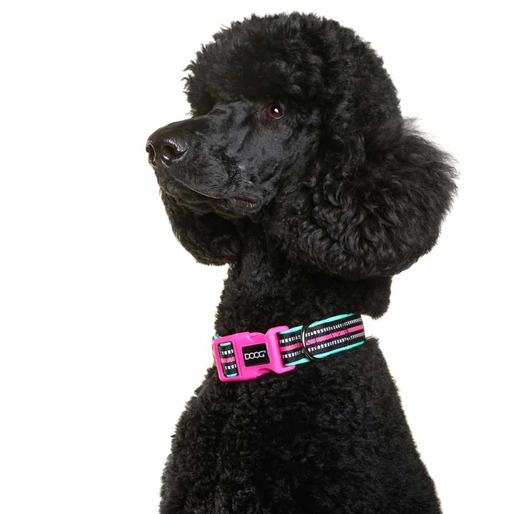 DOOG_Neon_30_Poodle_LR_2048x2048
