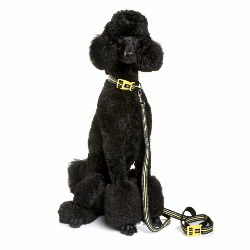 DOOG_Neon_50_Poodle_LR_a81d33ec-d75e-4565-8007-d2ad0475c16a_2048x2048