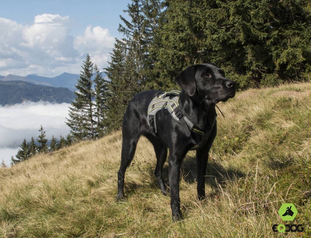 EQDOG pro harness (lifestyle 04)