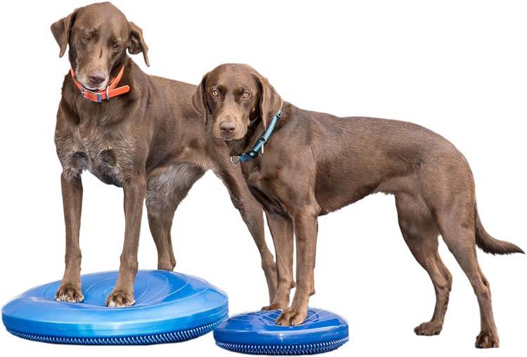 Fitpaws Balance Disc