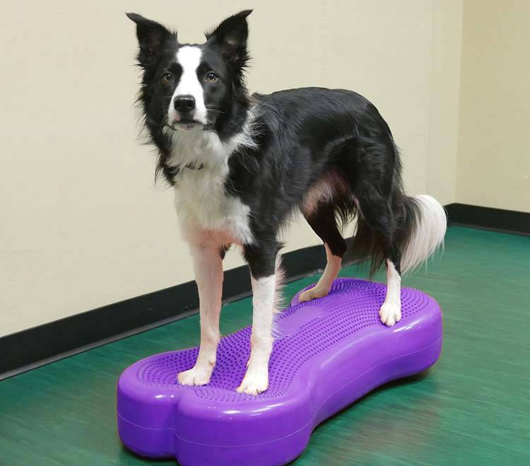 Fitpaws Giant k9FITbone violet1