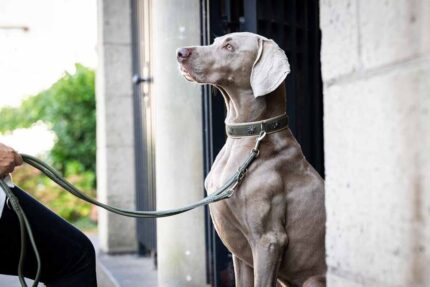 halsband-alpenblume-khaki-silber-60cm-35mm~3