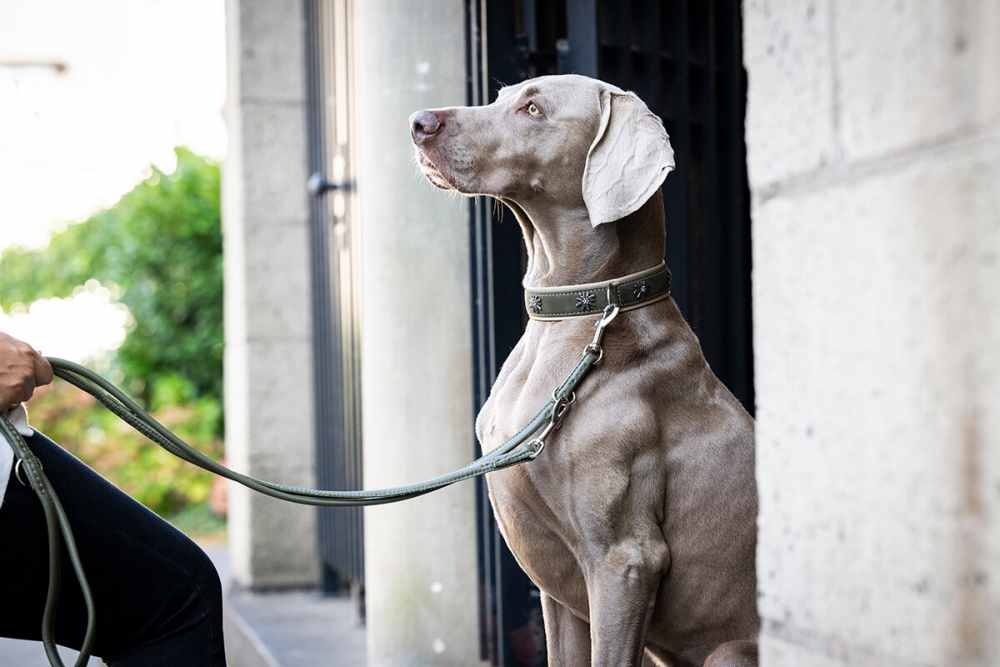 halsband-alpenblume-khaki-silber-60cm-35mm~3