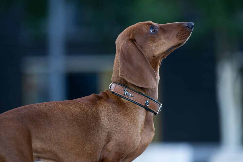 halsband-dackel-45cm-24mm-cognac-gruen-silber~2