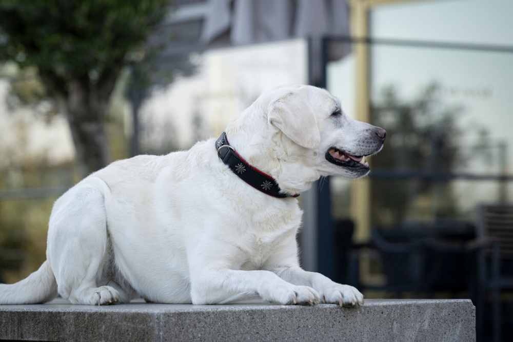 halsband-edelweiss-75cm-45mm-schwarz-rot-silber~2