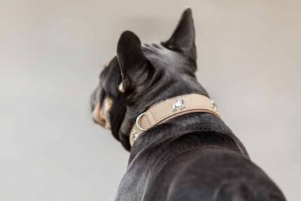 halsband-franzoesische-bulldogge-55cm-35mm-elfenbein-silber~2