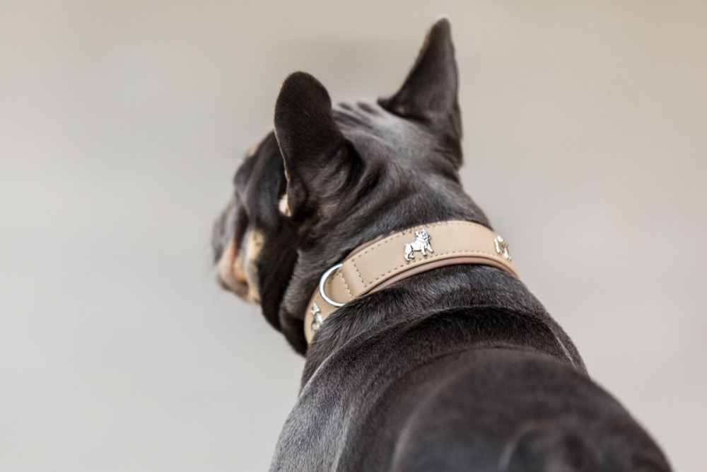 halsband-franzoesische-bulldogge-55cm-35mm-elfenbein-silber~2