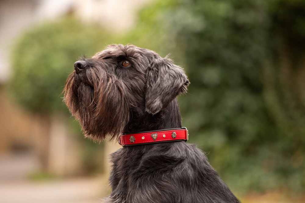 halsband-herzilein-60cm-35mm-rot-silber~2