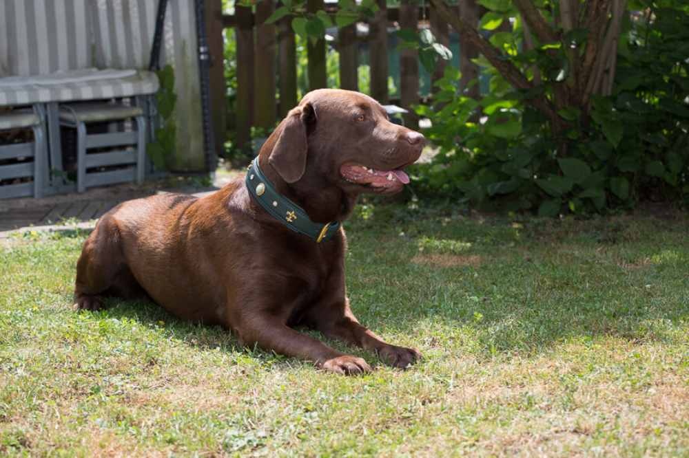 halsband-jade-75cm-45mm-gruen-gold~2