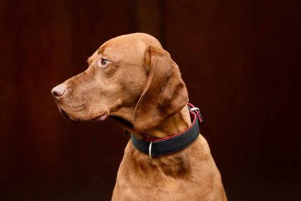 halsband-klassik-premium-schwarz-rot-schwarz-rot-silber-35cm-18mm~2