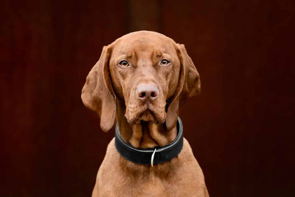 halsband-klassik-premium-schwarz-schwarz-silber-70cm-40mm~2