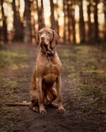 halsband-klassik-soft-royal-dunkelblau-cognac-silber-60-cm-35-mm~2