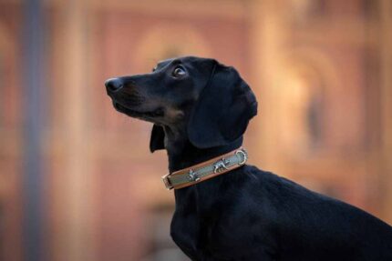 halsband-mini-waldsheriff-33cm-18mm-khaki-cognac-silber~2