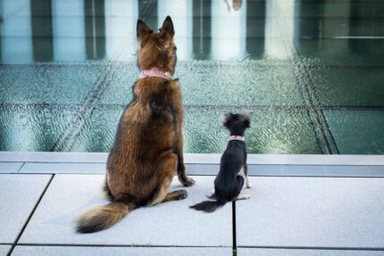 halsband-nesthaekchen-65cm-45mm-altrosa-silber~3