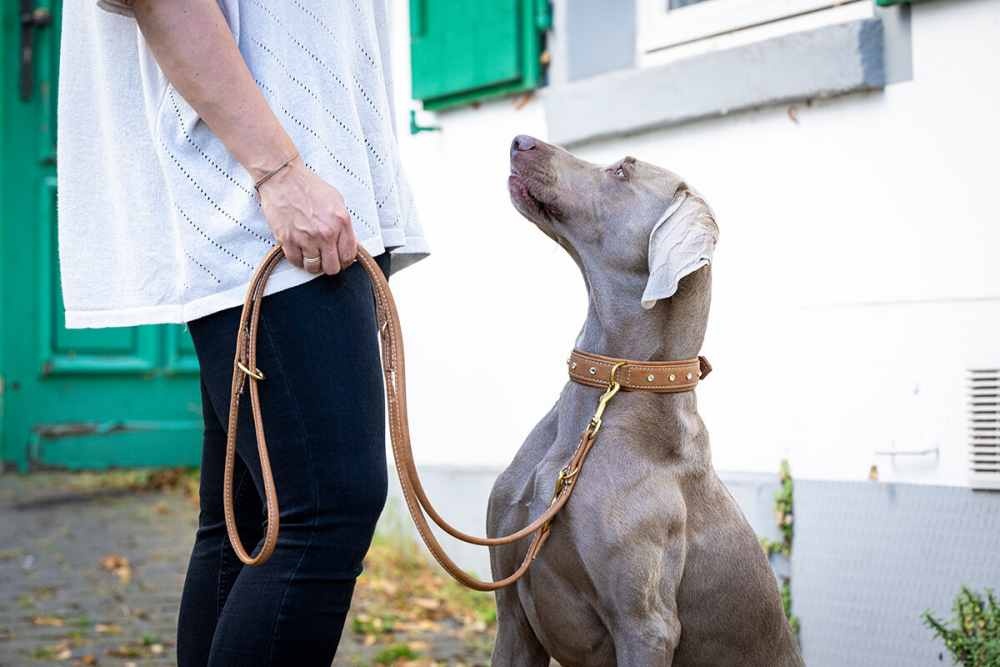 halsband-old-english-mit-stein-brandy-gold-55-cm-35-mm~2