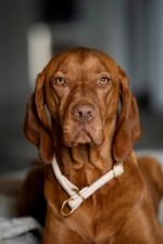 halsband-rundgenaeht-elfenbein-70cm-10mm-elfenbein-gold~4