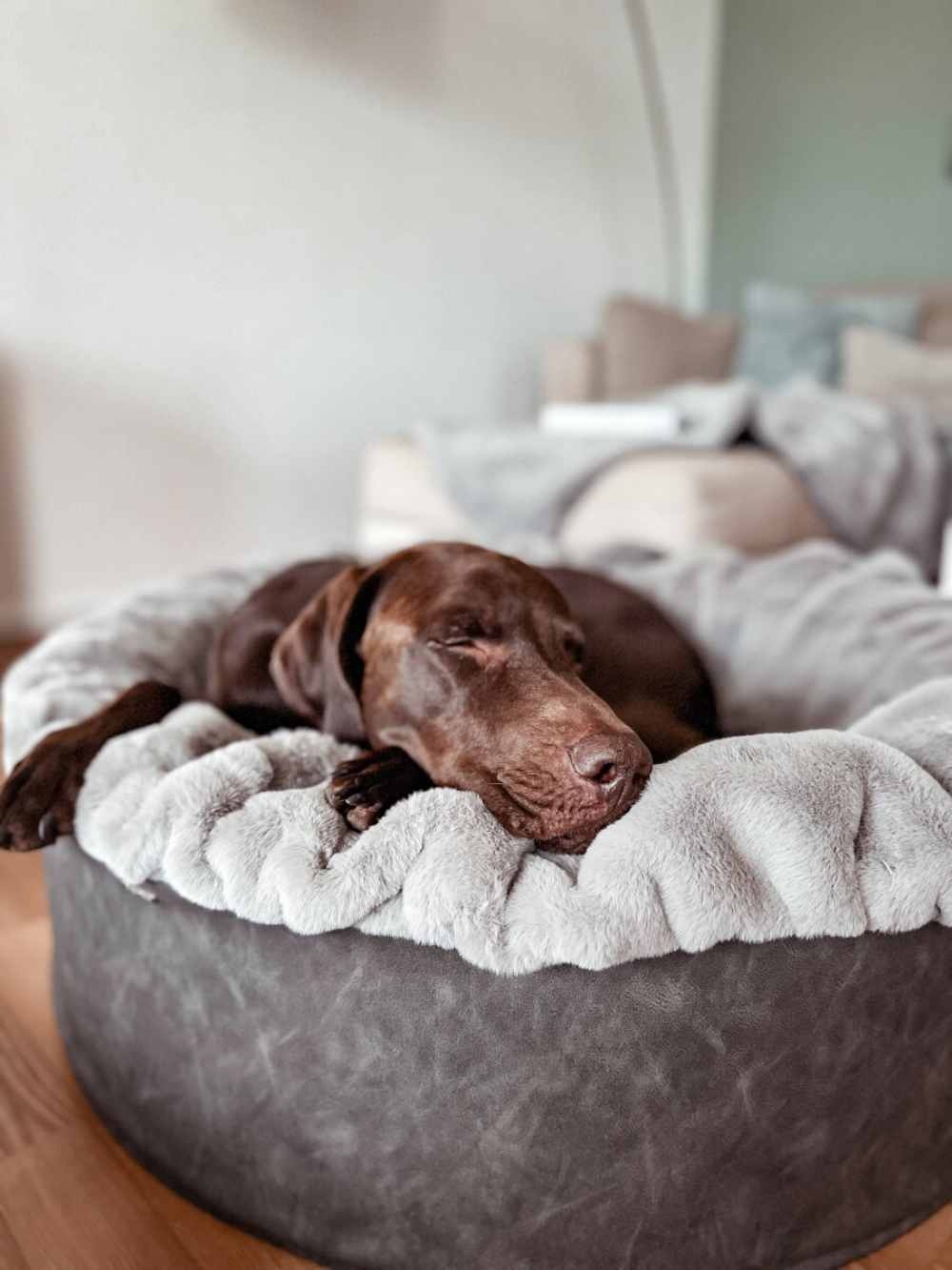 https-maul-ledermanufakturde-buddelnest-hundebett-kharlo_1~3