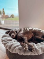 https-maul-ledermanufakturde-buddelnest-hundebett-kharlo_1