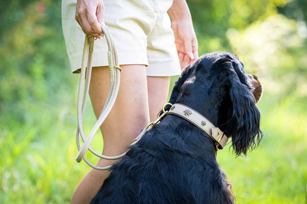 hundehalsband-bergblume-beige-gold-60cm-35mm~2