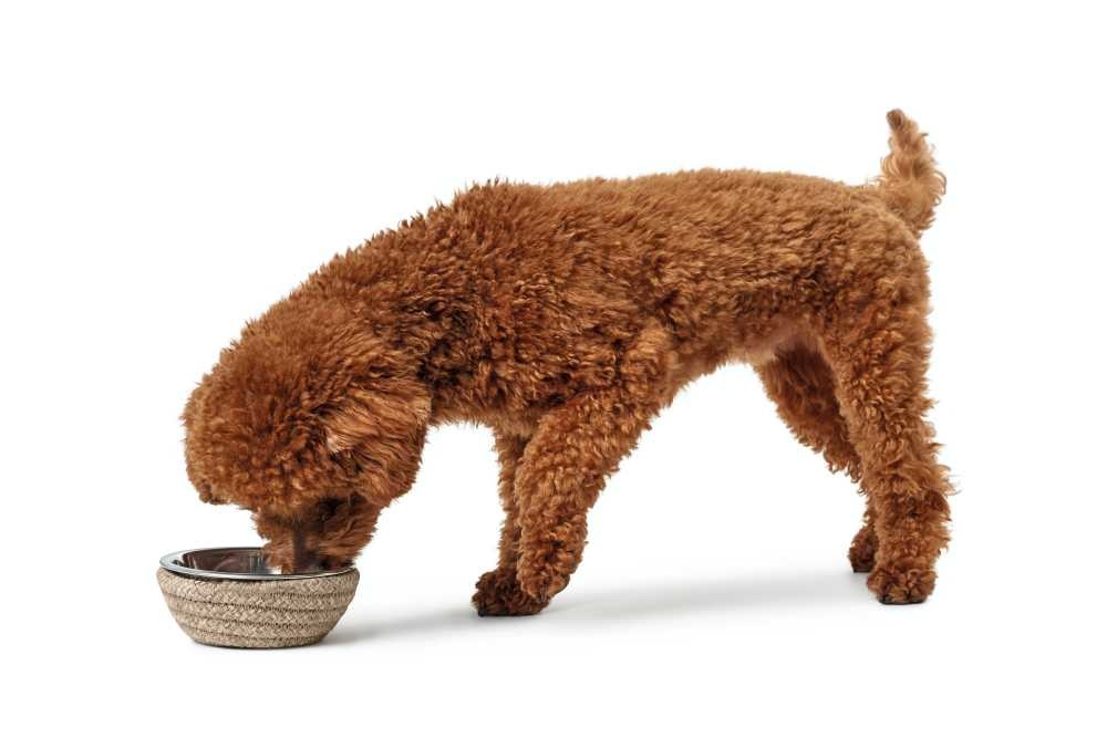 HUNTER_11729_66005_001_image_18-lpr