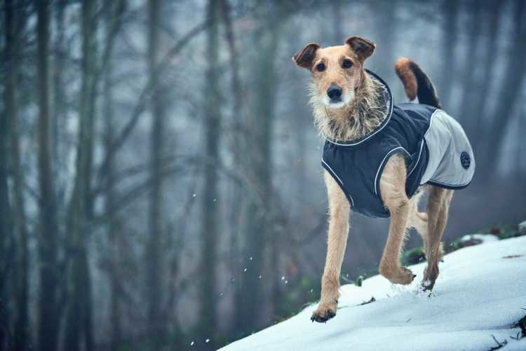 HUNTER_13363_65451_003_live_18-lpr