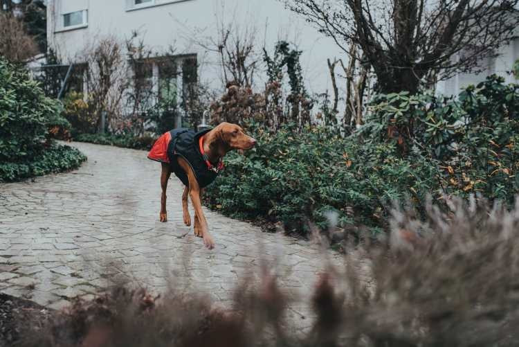 HUNTER_14231_66236_002_live_19-lpr