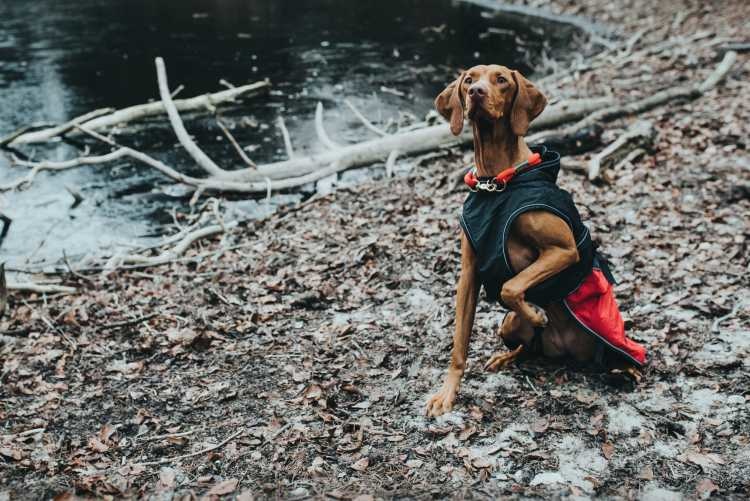 HUNTER_14232_66236_003_live_19-lpr